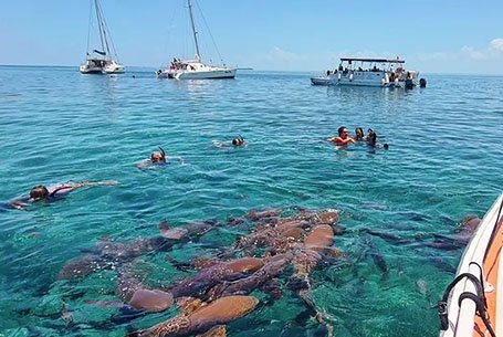 Shark ray & Hol Chan Marine Reserve - Hilario Adventure Tours